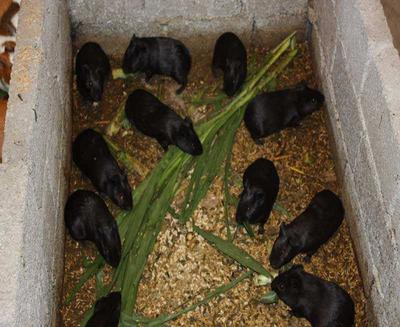 中華黑豚 農(nóng)民致富新寵，產(chǎn)婦滋補佳品