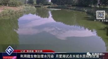 微生物技術點亮月愛湖 試點水域水質改善，為水污染治理提供新路徑